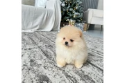 $350 : Pomerania taza de té thumbnail