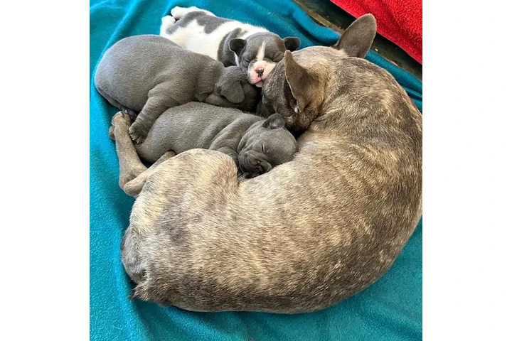 $350 : Cachorros Bulldog Francés image 2
