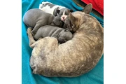 $350 : Cachorros Bulldog Francés thumbnail