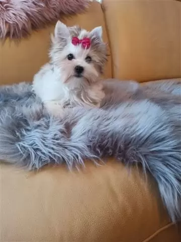 Cute Yorkie Puppy image 2