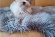Cute Yorkie Puppy thumbnail