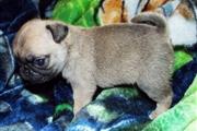 $350 : pug puppies for sale thumbnail