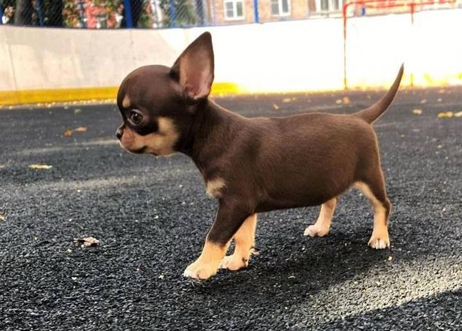 $350 : CHIHUAHUA EN VENTA image 3