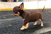 $350 : CHIHUAHUA EN VENTA thumbnail