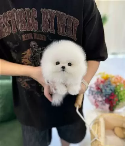 $300 : Pomeranian puppy image 7