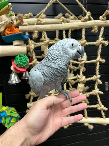 $350 : Enter parrot and birds image 1