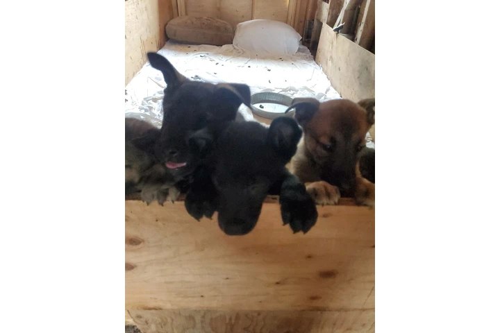 $700 : Pastor Aleman image 4