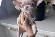 $250 : Chihuahua teacup puppies thumbnail