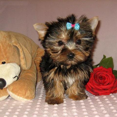 $200 : male yorkie t cup avail image 1