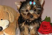male yorkie t cup avail