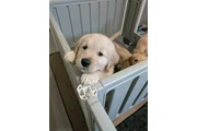 Cachorros de golden retriever en New Haven