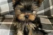 Pequeños cachorros yorkshire t en Buffalo