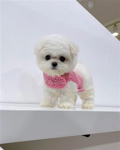 $320 : Mini maltese puppies available image 1