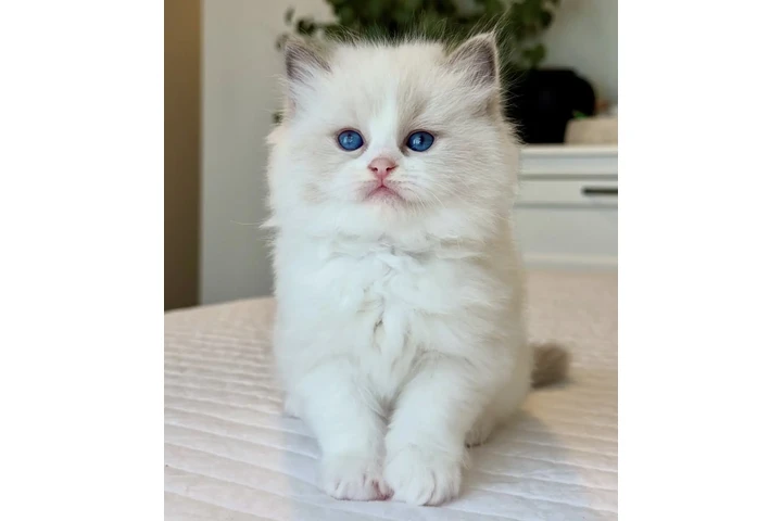 $300 : Ragdoll Boys Available image 2