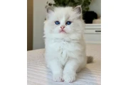 $300 : Ragdoll Boys Available thumbnail