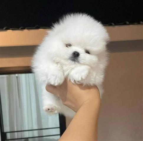 $350 : Pomerania en venta image 3