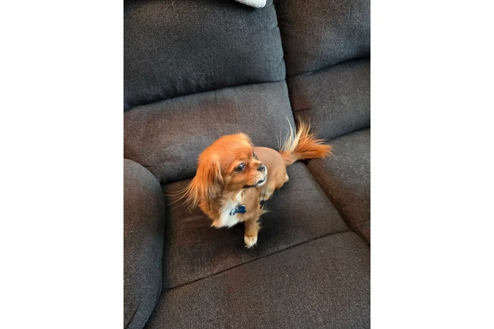 $1700 : Cava-tzu puppies 3 puppies lef image 6