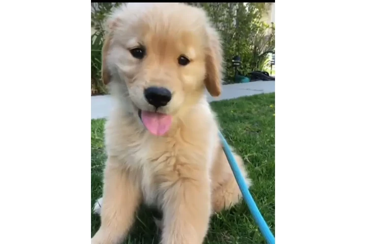 $400 : Purebred Golden retrievers image 1