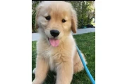 Purebred Golden retrievers en Tampa