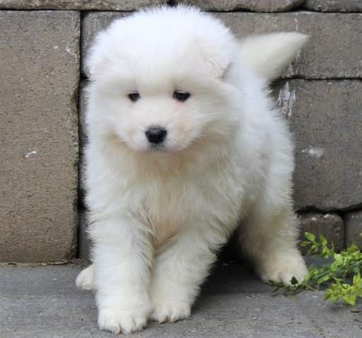 $500 : Samoyed puppies ready for sale image 2
