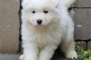 $500 : Samoyed puppies ready for sale thumbnail