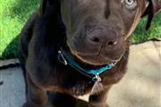 $100 : Labrador Retriever AKC thumbnail