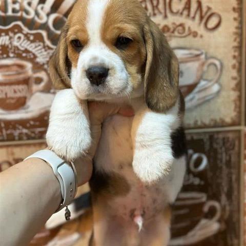 $400 : Beagle Puppy image 1