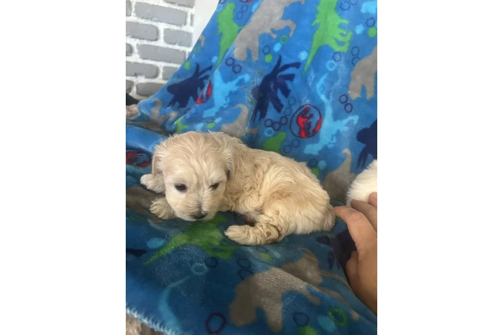 $500 : Maltipoo image 5
