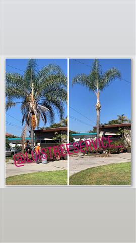 Luis Tree Service image 4