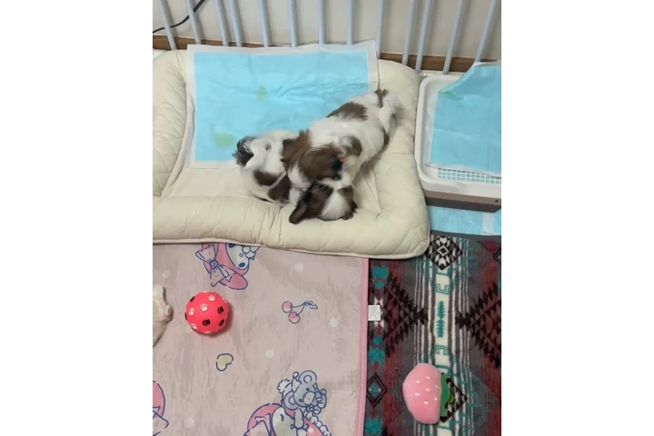 $350 : Cachorros Shihtzu en venta image 2