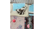 $350 : Cachorros Shihtzu en venta thumbnail