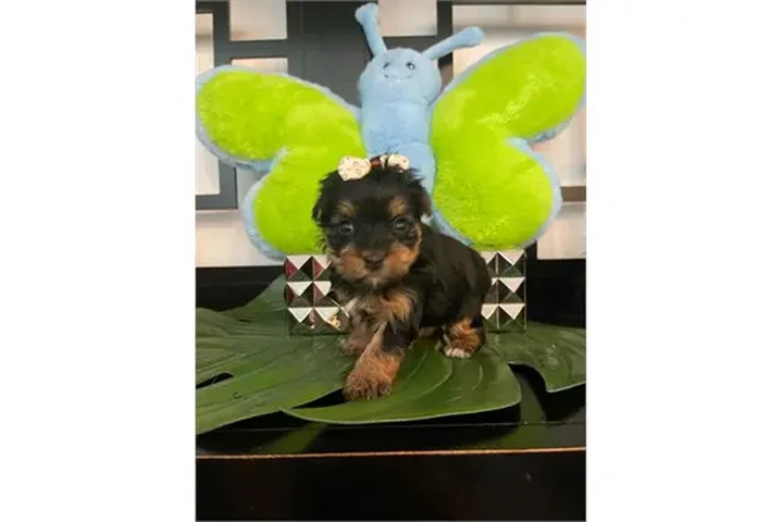 $350 : Cachorros Yorkie image 4
