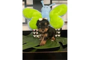 $350 : Cachorros Yorkie thumbnail