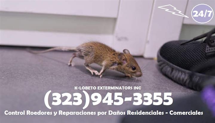 RODENT CONTROL & REPAIRS 24/7. image 1