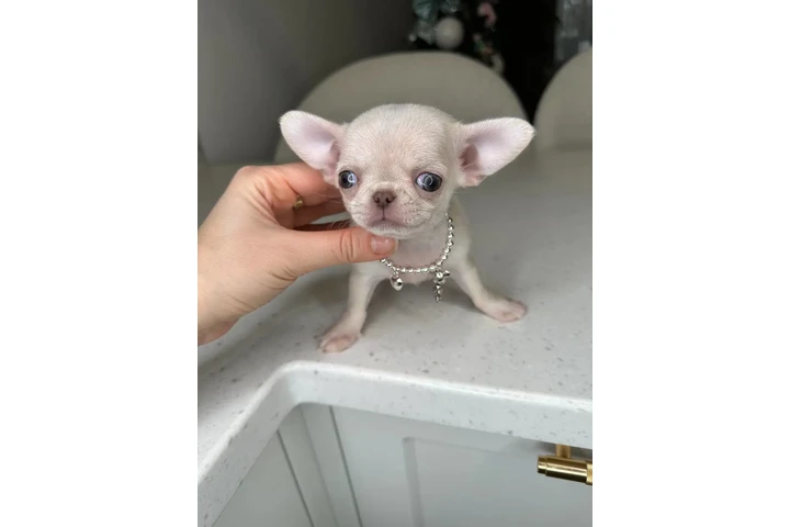 $250 : Chihuahua mini puppies image 10