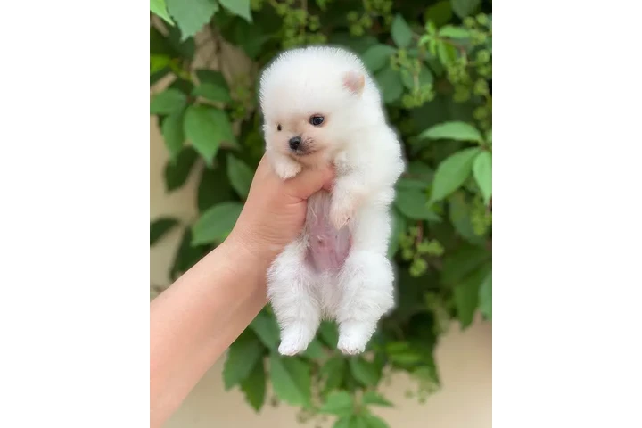 $240 : Teacup Pomeranian puppies image 2