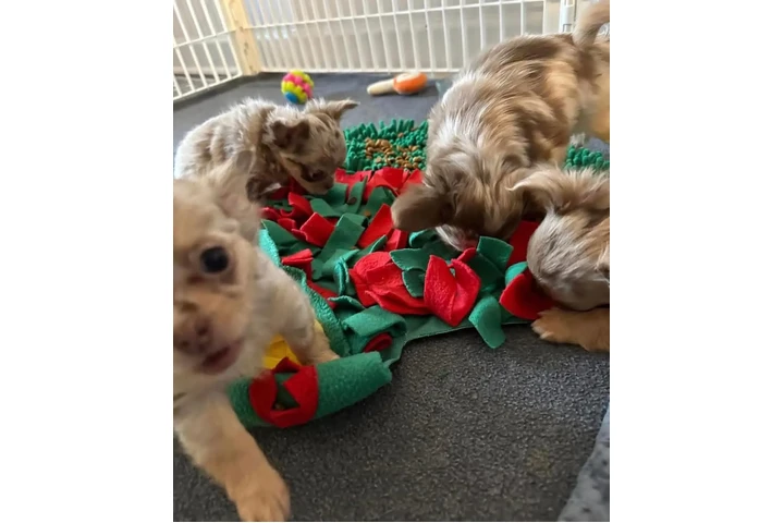 $350 : cachorros chihuahua image 2