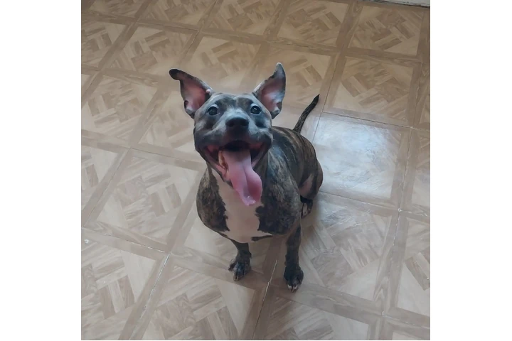 American Pit Bull terrier image 1
