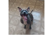 American Pit Bull terrier en Hartford