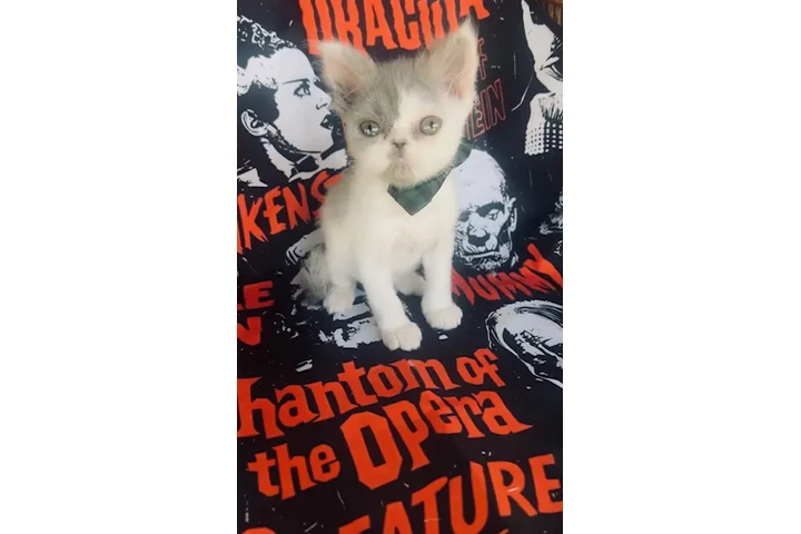$650 : Gatito persa ojos verdes image 2