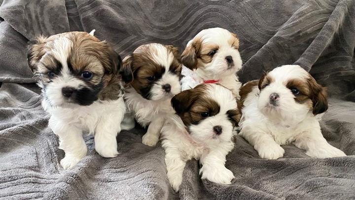 $350 : Cachorros de Shih Tzu image 3