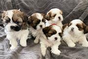 $350 : Cachorros de Shih Tzu thumbnail