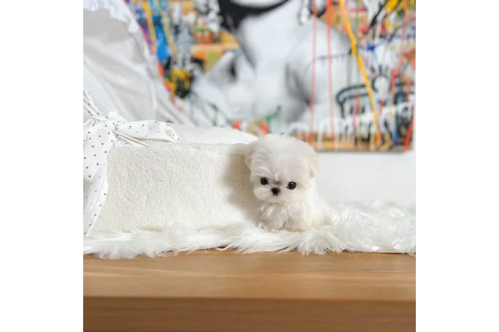 $350 : Taza de té Cachorros malteses image 2