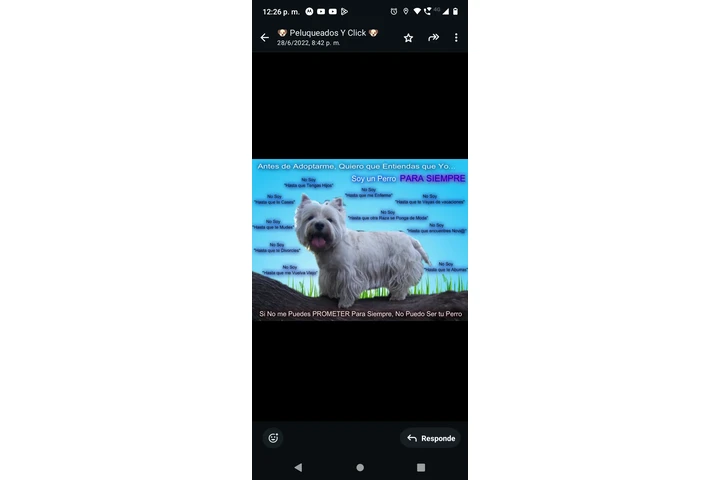 $25000 : Timilines AdiestramientoCanino image 7