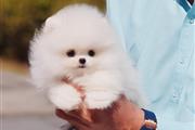 Cachorro Pomerania Blanco Para