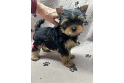 Yorkie puppy en Orlando