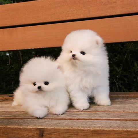 $500 : cachorros Pomeranian image 2