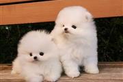 $500 : cachorros Pomeranian thumbnail