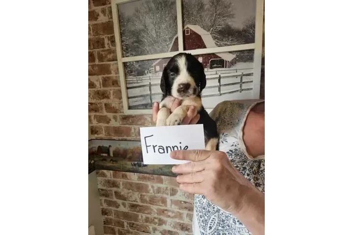 $900 : Adorable English Springer Span image 7