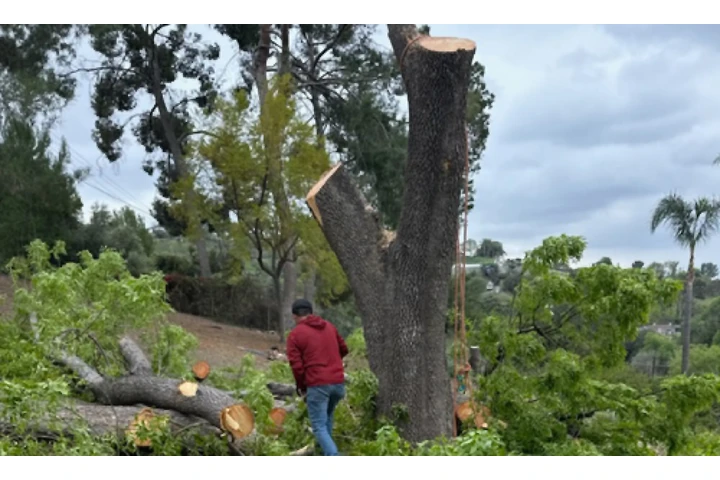 Adelfo Tree Service image 5